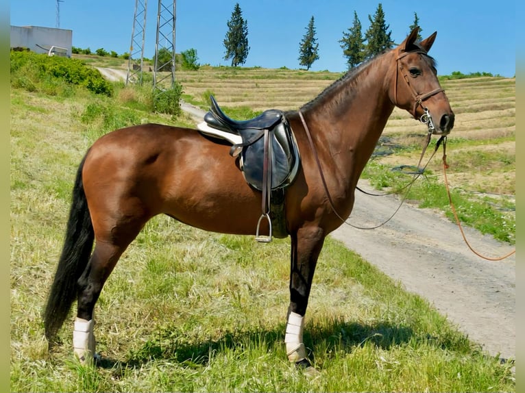 Spanisches Sportpferd Stute 11 Jahre 161 cm Brauner in Adelschlag