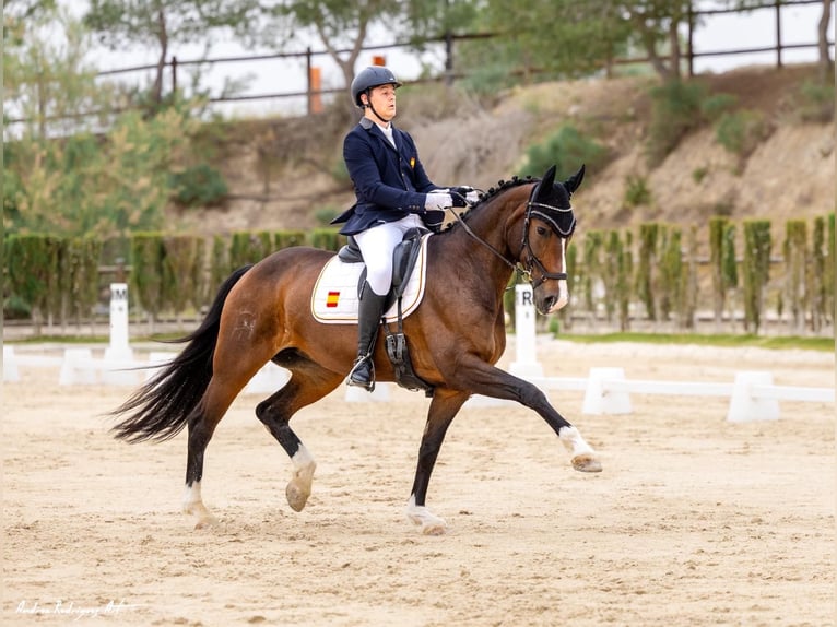 Spanisches Sportpferd Stute 11 Jahre 170 cm Brauner in Cartagena
