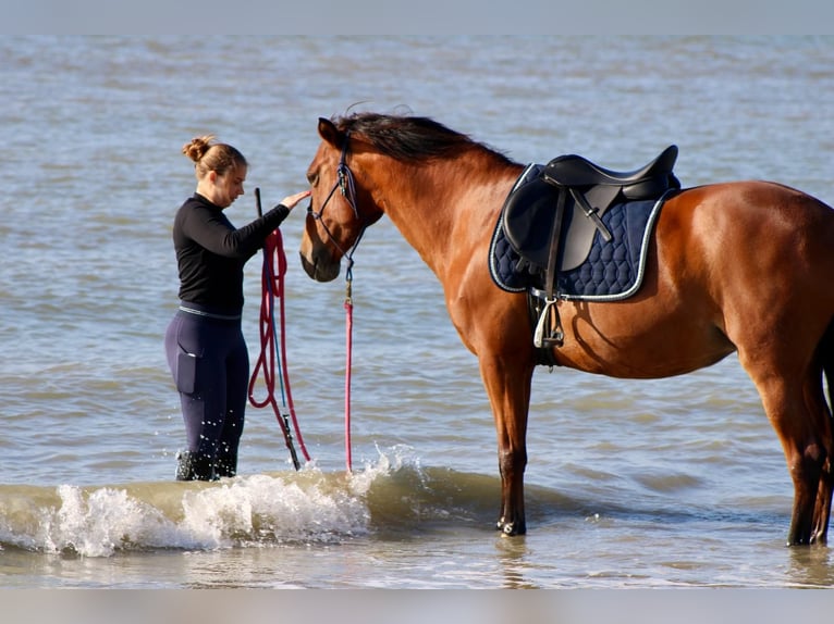Spanisches Sportpferd Mix Stute 12 Jahre 150 cm Brauner in Maldegem