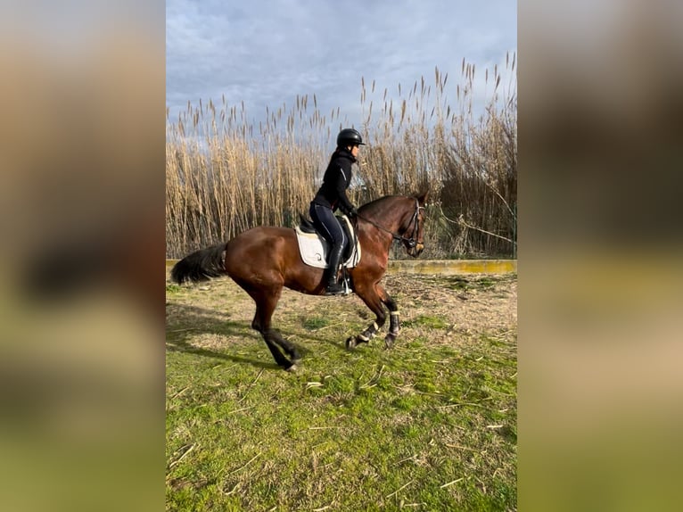 Spanisches Sportpferd Stute 12 Jahre 162 cm Dunkelbrauner in GIRONA