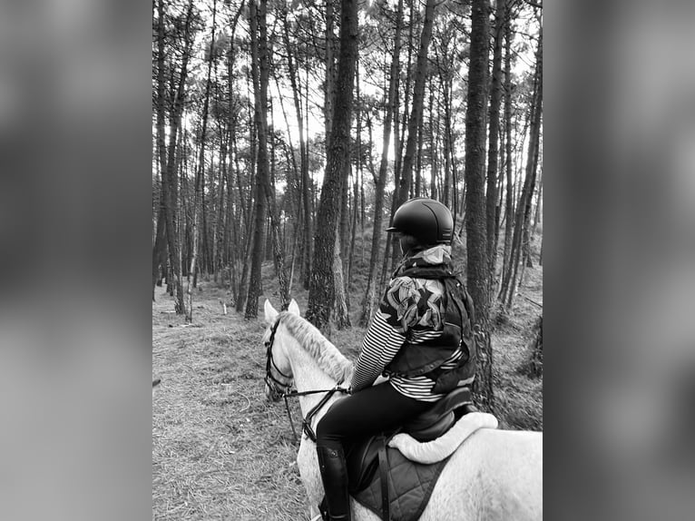 Spanisches Sportpferd Stute 12 Jahre 162 cm Schimmel in Santa cruz de bezana