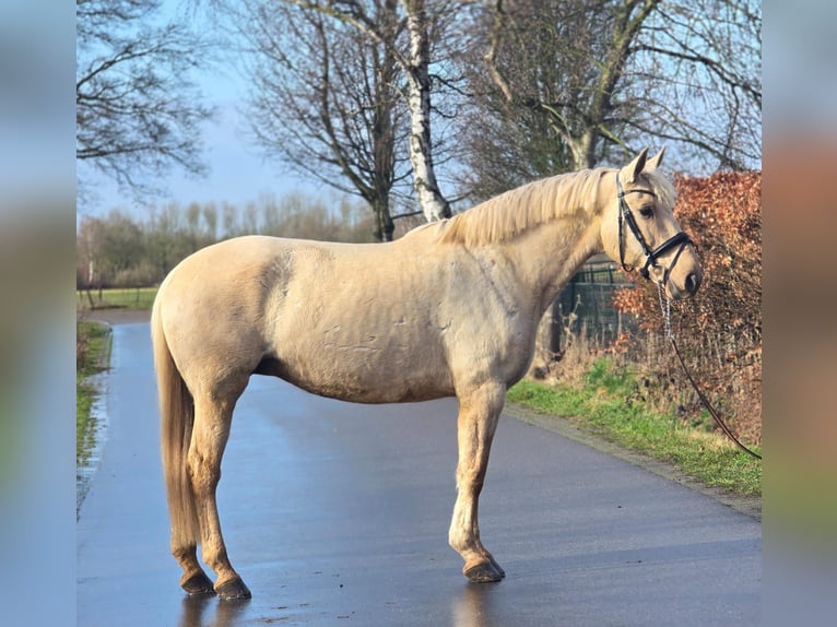 Spanisches Sportpferd Stute 12 Jahre 163 cm Palomino in Someren
