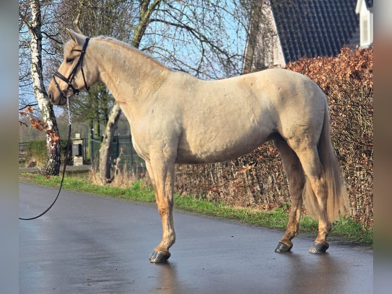 Spanisches Sportpferd Stute 12 Jahre 163 cm Palomino in Someren