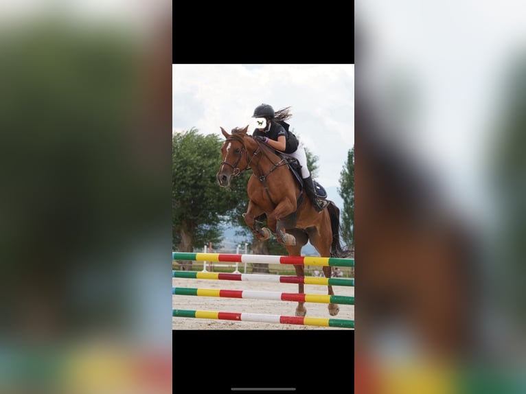 Spanisches Sportpferd Stute 13 Jahre 148 cm Fuchs in Benimamet