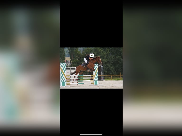 Spanisches Sportpferd Stute 13 Jahre 148 cm Fuchs in Benimamet
