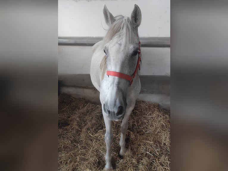 Spanisches Sportpferd Stute 13 Jahre 150 cm Schimmel in Lage Spanisches Sportpferd Stute 13 Jahre 150 cm Schimmel in Lage