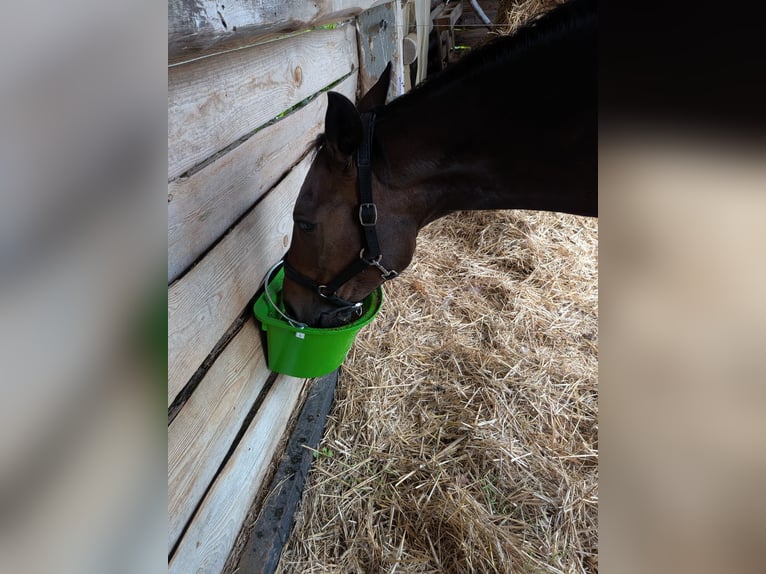Spanisches Sportpferd Mix Stute 13 Jahre 155 cm Dunkelbrauner in Glindenberg