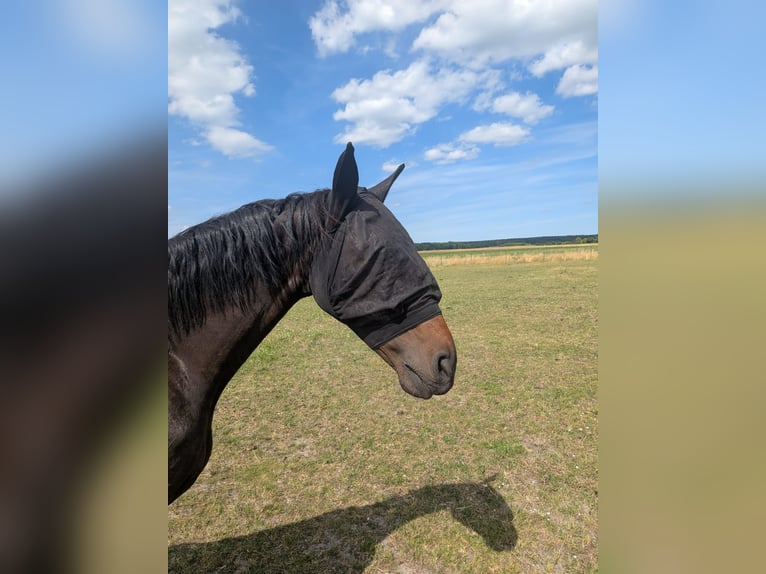 Spanisches Sportpferd Mix Stute 13 Jahre 155 cm Dunkelbrauner in Glindenberg