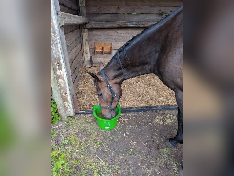 Spanisches Sportpferd Mix Stute 13 Jahre 155 cm Dunkelbrauner in Glindenberg