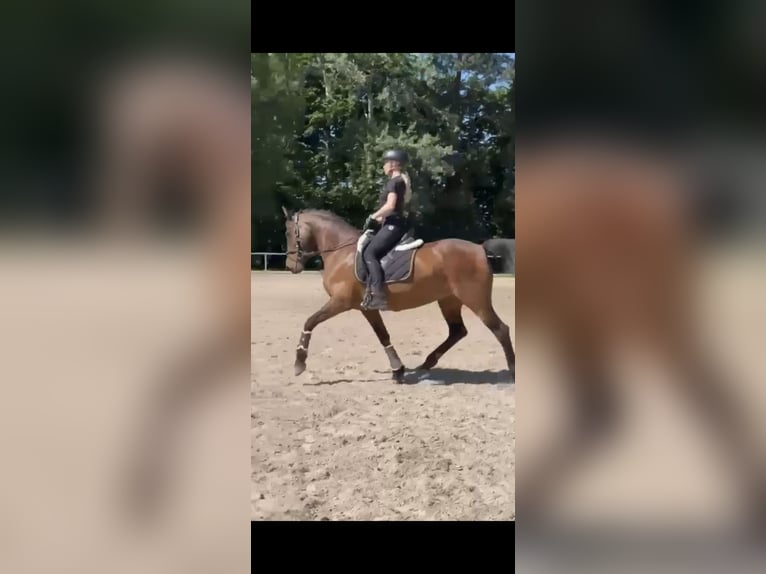 Spanisches Sportpferd Stute 13 Jahre 160 cm Dunkelfuchs in M&#xFC;ckeln