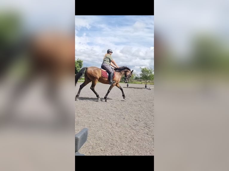 Spanisches Sportpferd Stute 13 Jahre 160 cm Dunkelfuchs in M&#xFC;ckeln
