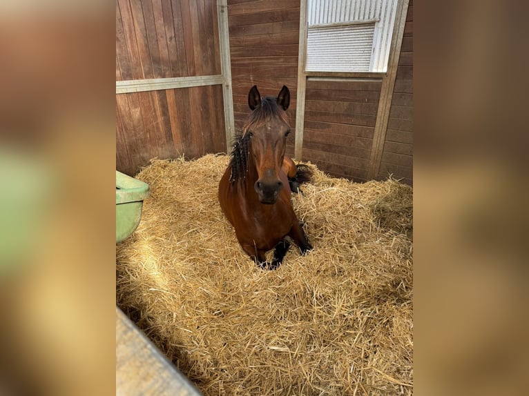 Spanisches Sportpferd Stute 13 Jahre 160 cm Dunkelfuchs in M&#xFC;ckeln