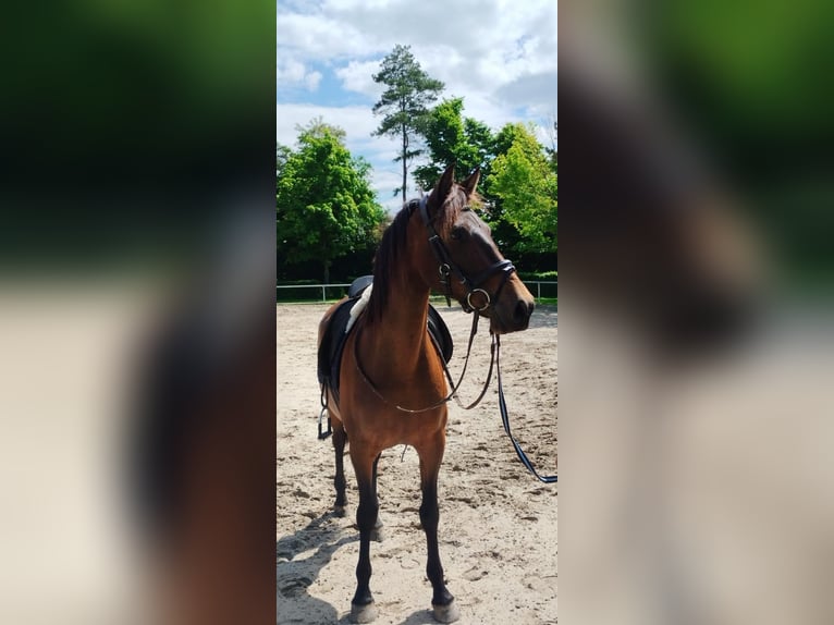 Spanisches Sportpferd Stute 13 Jahre 160 cm Dunkelfuchs in M&#xFC;ckeln