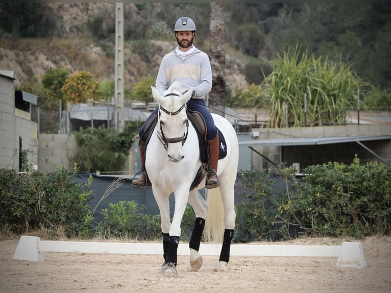 Spanisches Sportpferd Stute 13 Jahre 165 cm Schimmel in Valencia