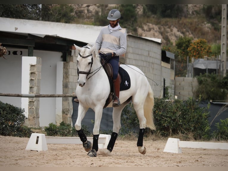 Spanisches Sportpferd Stute 13 Jahre 165 cm Schimmel in Valencia