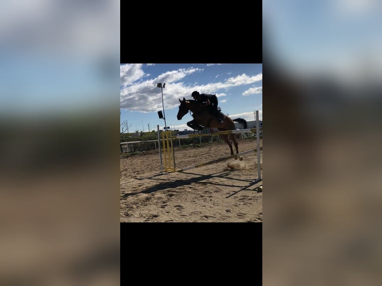 Spanisches Sportpferd Stute 13 Jahre 168 cm Brauner in Alcorcon