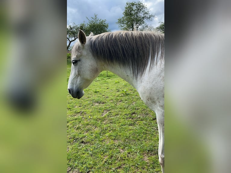 Spanisches Sportpferd Mix Stute 14 Jahre 150 cm Blauschimmel in Zeitlofs