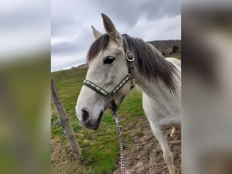 Spanisches Sportpferd Mix Stute 14 Jahre 150 cm Blauschimmel in Zeitlofs