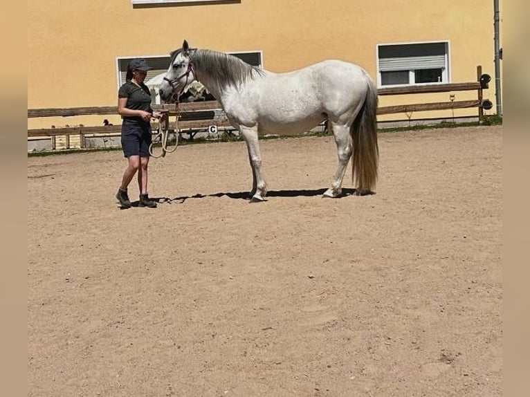 Spanisches Sportpferd Mix Stute 14 Jahre 150 cm Blauschimmel in Zeitlofs