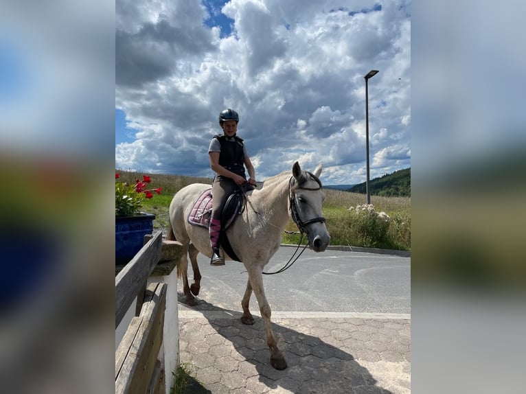 Spanisches Sportpferd Mix Stute 14 Jahre 150 cm Blauschimmel in Zeitlofs