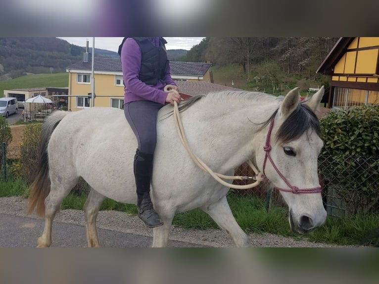 Spanisches Sportpferd Mix Stute 14 Jahre 150 cm Blauschimmel in Zeitlofs