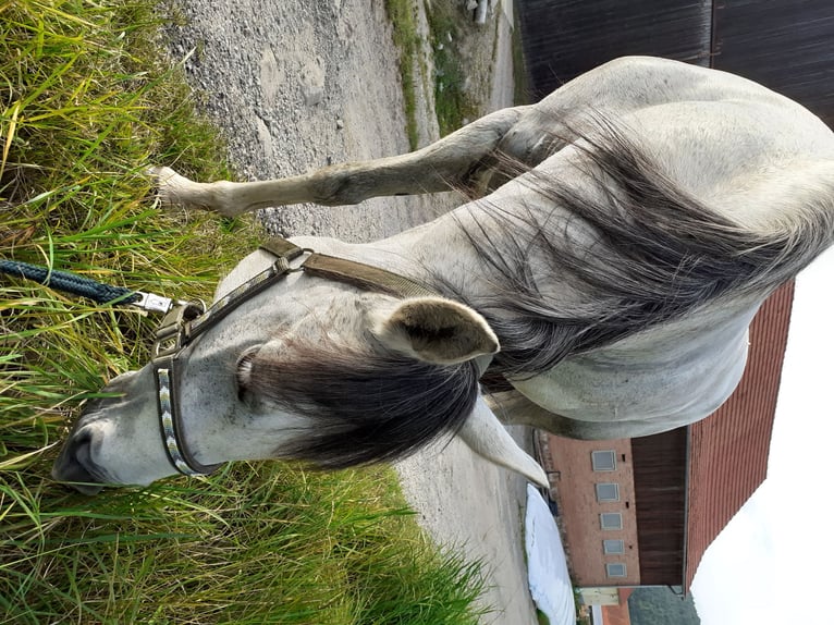Spanisches Sportpferd Mix Stute 14 Jahre 150 cm Blauschimmel in Zeitlofs