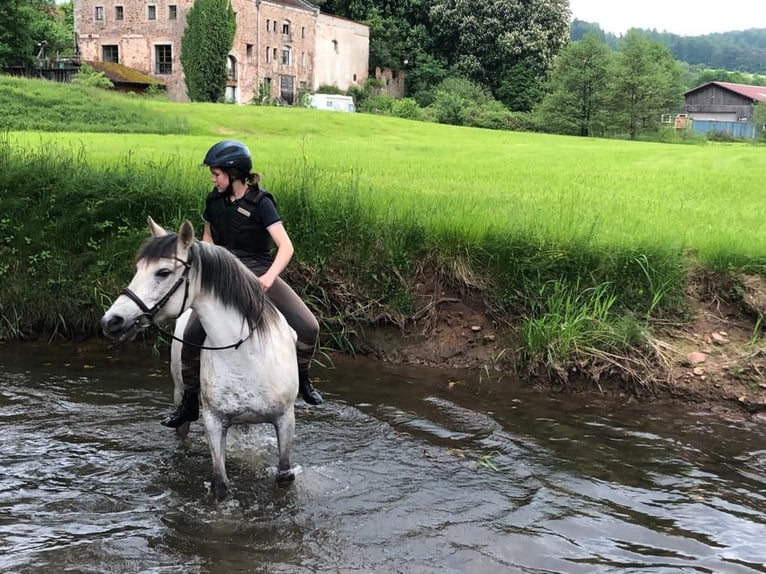Spanisches Sportpferd Mix Stute 14 Jahre 150 cm Blauschimmel in Zeitlofs