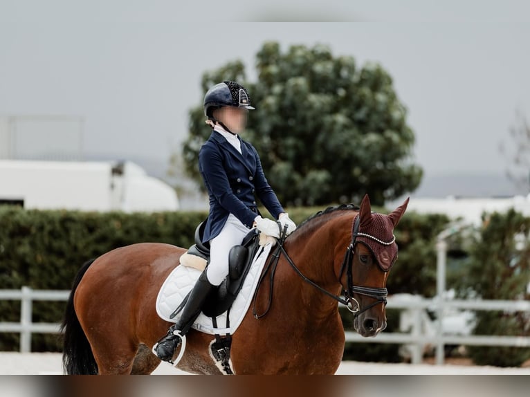 Spanisches Sportpferd Stute 14 Jahre 158 cm Brauner in Velilla De San Antonio