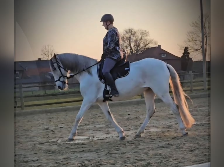 Spanisches Sportpferd Stute 14 Jahre 163 cm Schimmel in Hamminkeln
