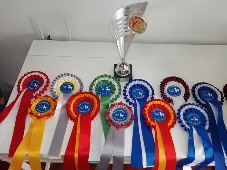 Spanisches Sportpferd Stute 14 Jahre 167 cm Schimmel in Valencia