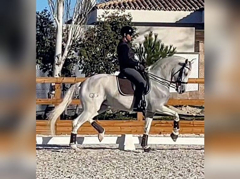Spanisches Sportpferd Stute 14 Jahre 167 cm Schimmel in Valencia