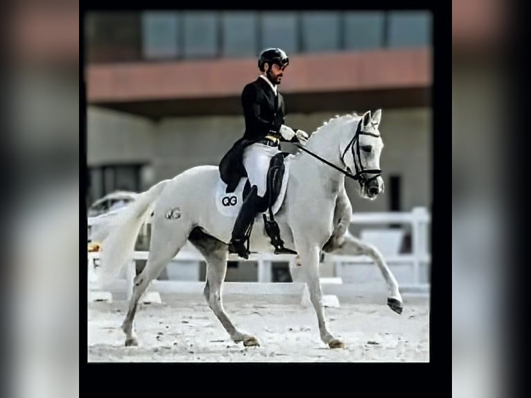 Spanisches Sportpferd Stute 14 Jahre 167 cm Schimmel in Valencia