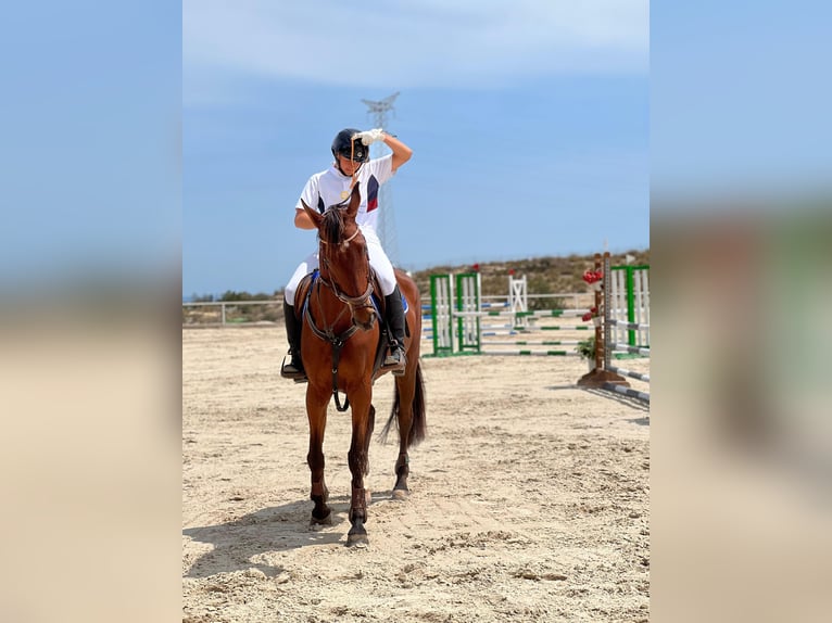 Spanisches Sportpferd Stute 14 Jahre 168 cm Brauner in Villanueva Del Pardillo