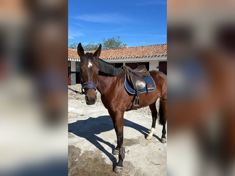 Spanisches Sportpferd Stute 14 Jahre 168 cm Brauner in Villanueva Del Pardillo