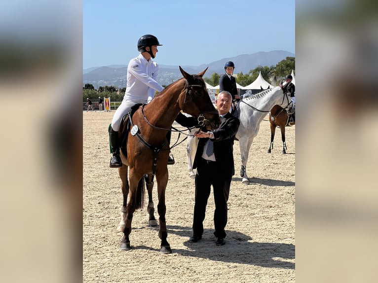 Spanisches Sportpferd Stute 14 Jahre 168 cm Brauner in Villanueva Del Pardillo