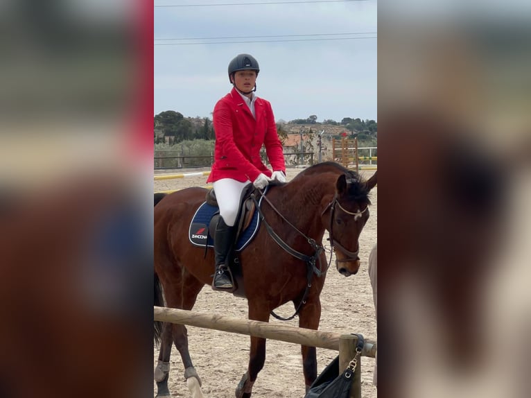 Spanisches Sportpferd Stute 14 Jahre 168 cm Brauner in Villanueva Del Pardillo