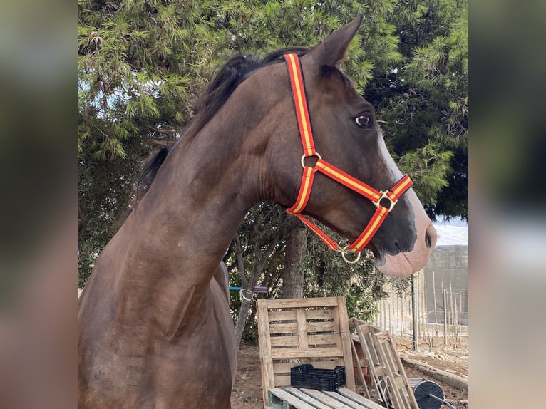Spanisches Sportpferd Stute 14 Jahre 168 cm Dunkelfuchs in La Ca&#xF1;ada de SanUrbano