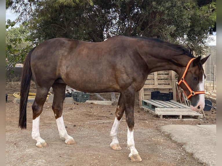 Spanisches Sportpferd Stute 14 Jahre 168 cm Dunkelfuchs in La Ca&#xF1;ada de SanUrbano