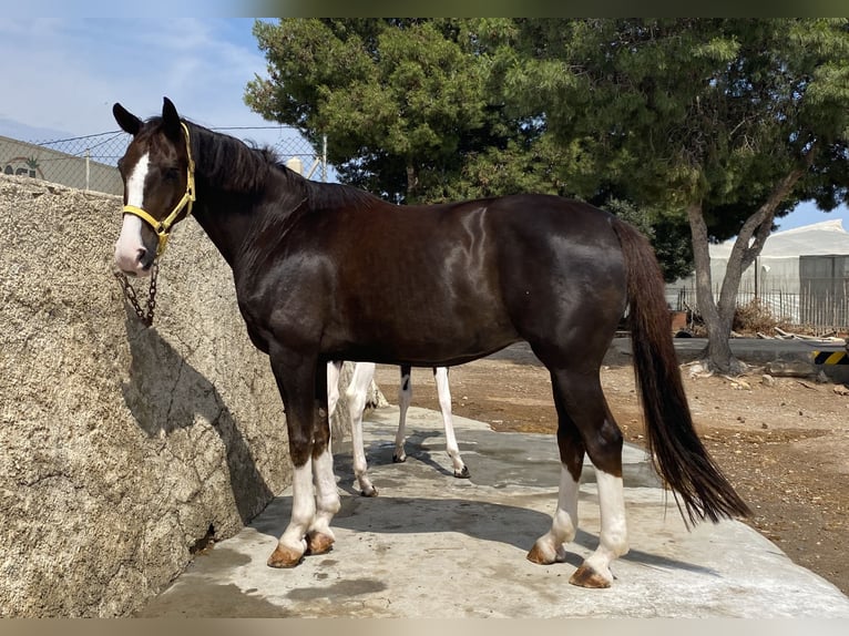 Spanisches Sportpferd Stute 14 Jahre 168 cm Dunkelfuchs in La Ca&#xF1;ada de SanUrbano
