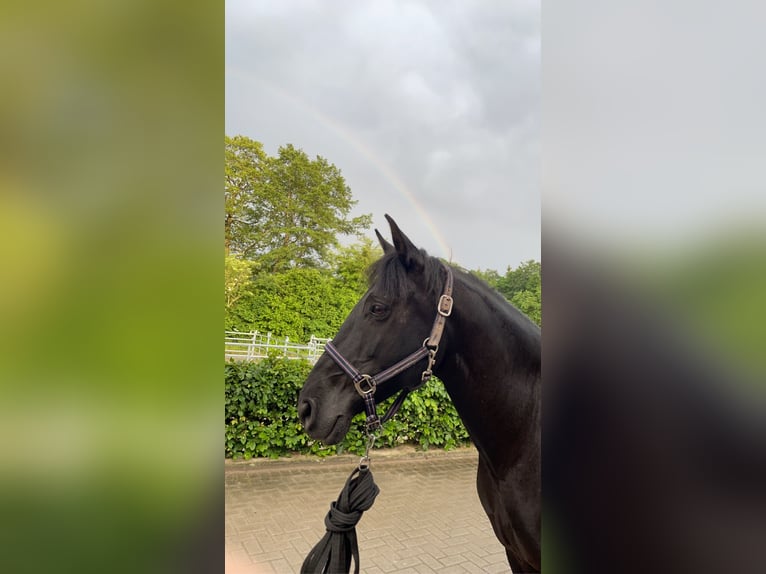 Spanisches Sportpferd Mix Stute 15 Jahre 148 cm Rappe in Vechta
