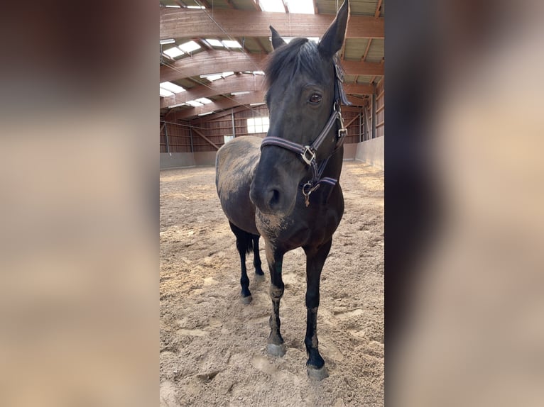 Spanisches Sportpferd Mix Stute 15 Jahre 148 cm Rappe in Vechta