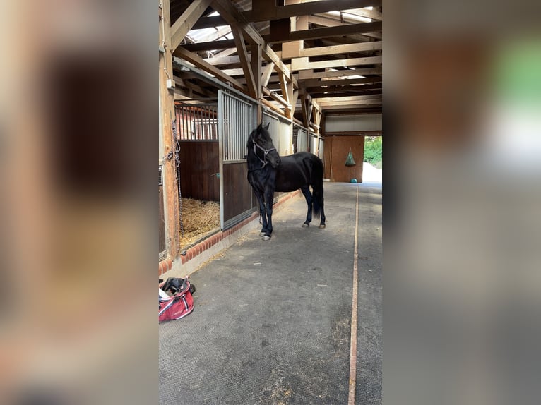 Spanisches Sportpferd Mix Stute 15 Jahre 148 cm Rappe in Vechta