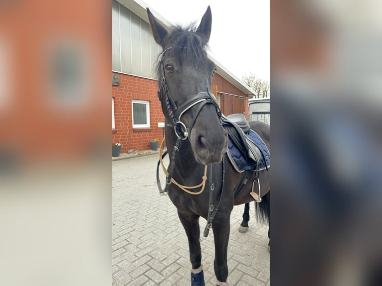 Spanisches Sportpferd Mix Stute 15 Jahre 148 cm Rappe in Vechta