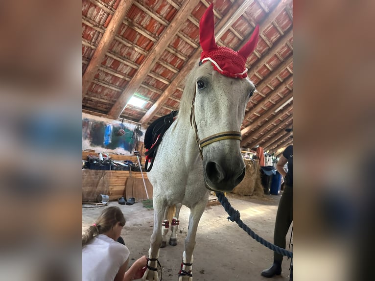 Spanisches Sportpferd Stute 15 Jahre 154 cm Schimmel in Westerholt