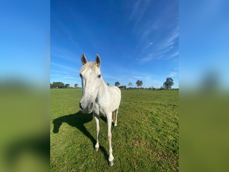 Spanisches Sportpferd Stute 15 Jahre 154 cm Schimmel in Westerholt