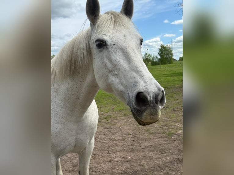 Spanisches Sportpferd Stute 15 Jahre 154 cm Schimmel in Westerholt