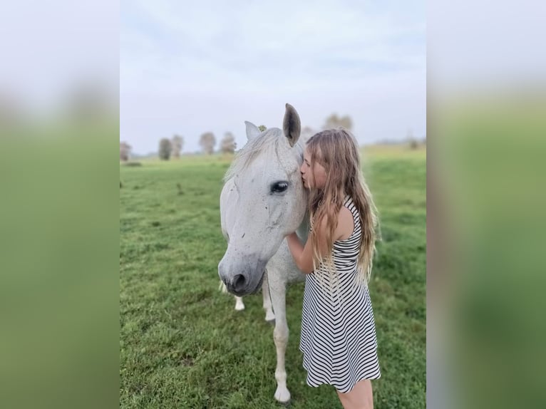 Spanisches Sportpferd Stute 15 Jahre 154 cm Schimmel in Westerholt
