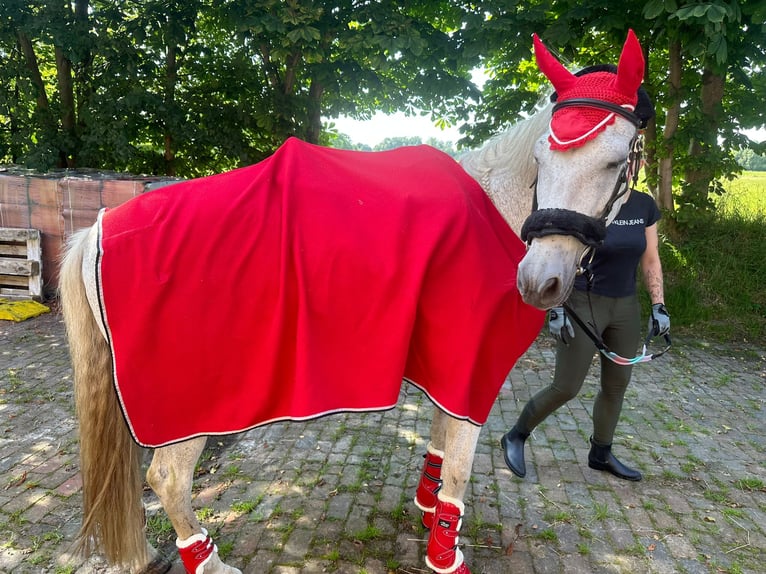 Spanisches Sportpferd Stute 15 Jahre 154 cm Schimmel in Westerholt