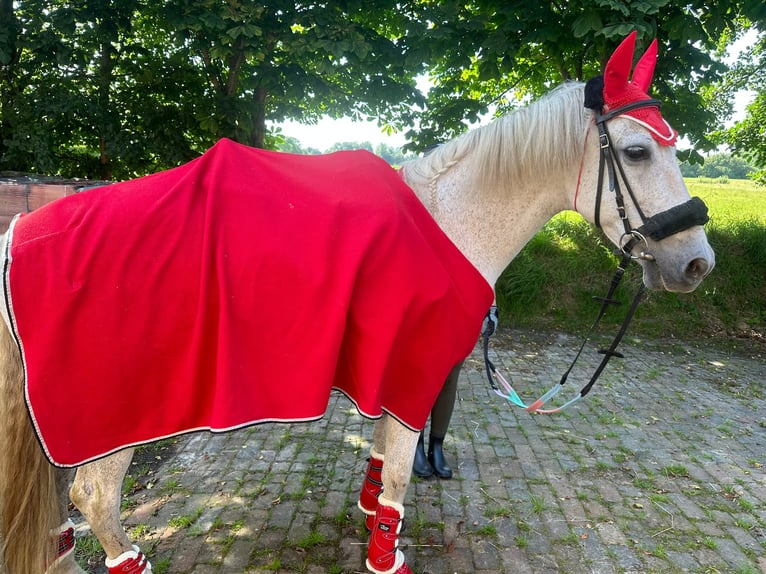 Spanisches Sportpferd Stute 15 Jahre 154 cm Schimmel in Westerholt