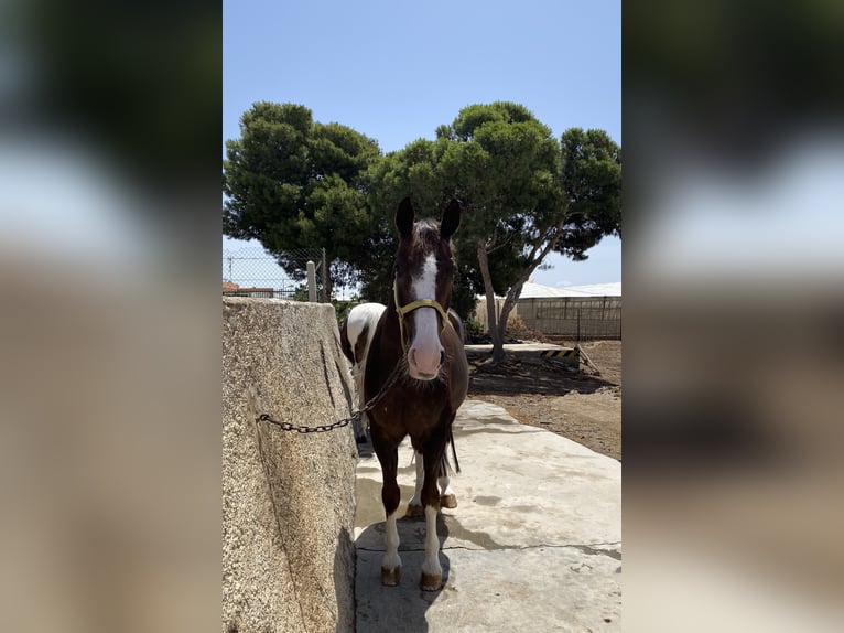 Spanisches Sportpferd Stute 15 Jahre 168 cm Dunkelfuchs in LA CAÑADA DE SAN URBANO